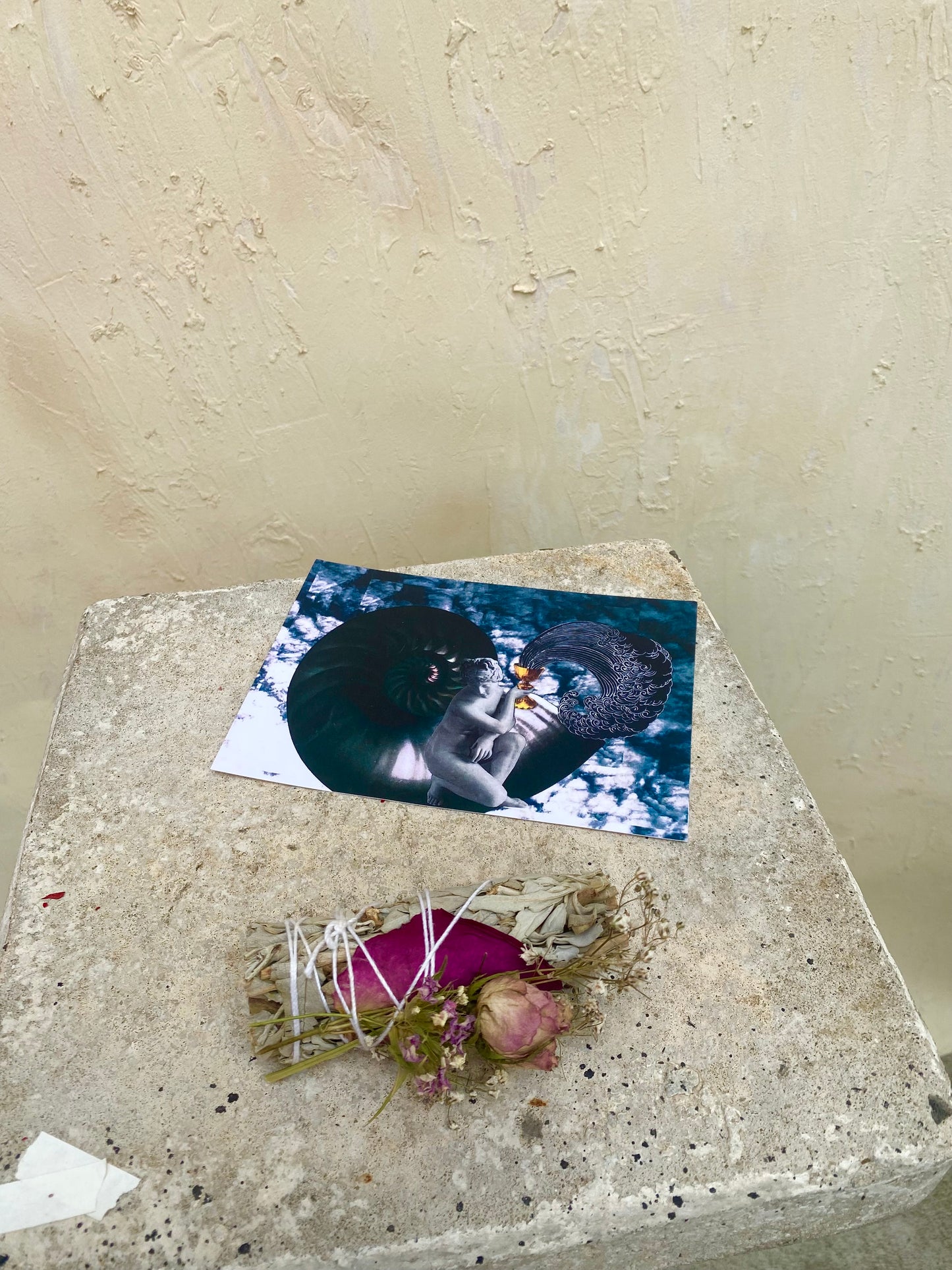 VENUS/THE GOLDEN RATIO