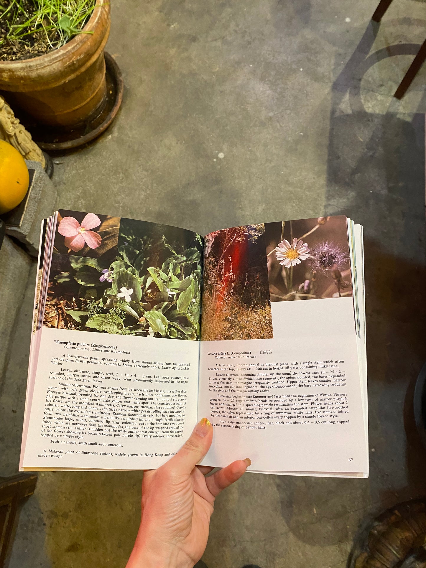 “HONG KONG HERBS: Volume II” BOOK