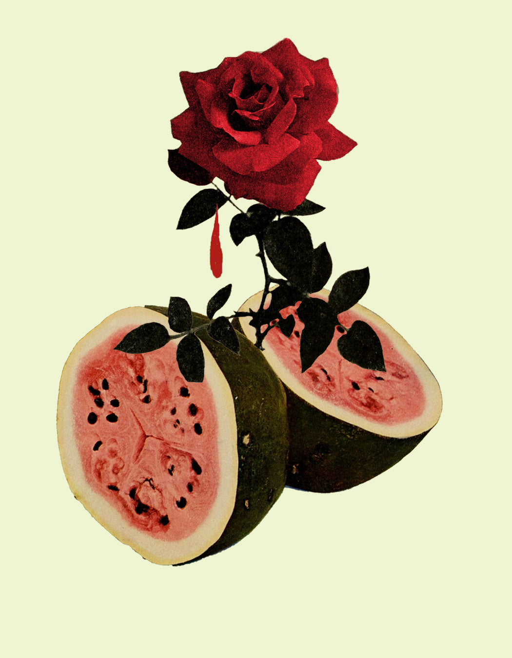 TO BLOOM WHERE YOU ARE PLANTED