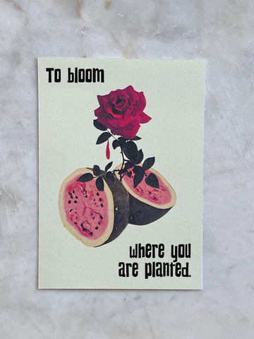 TO BLOOM WHERE YOU ARE PLANTED