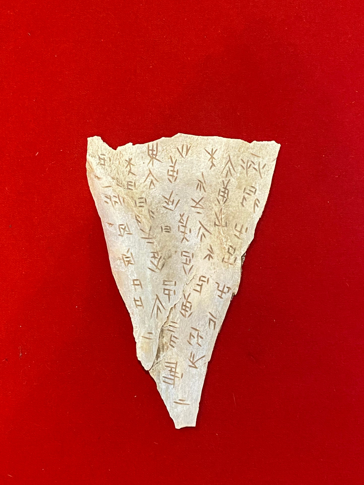 CHINESE SHANG DYNASTY ORACLE BONE (PLASTRON)