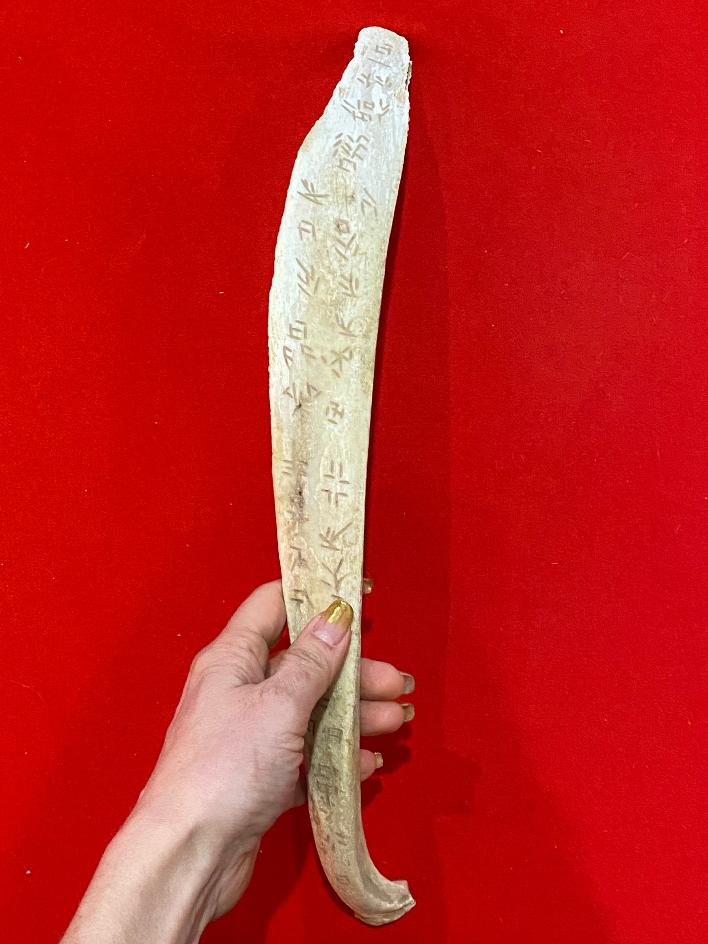 CHINESE SHANG DYNASTY ORACLE BONE (SCAPULA)