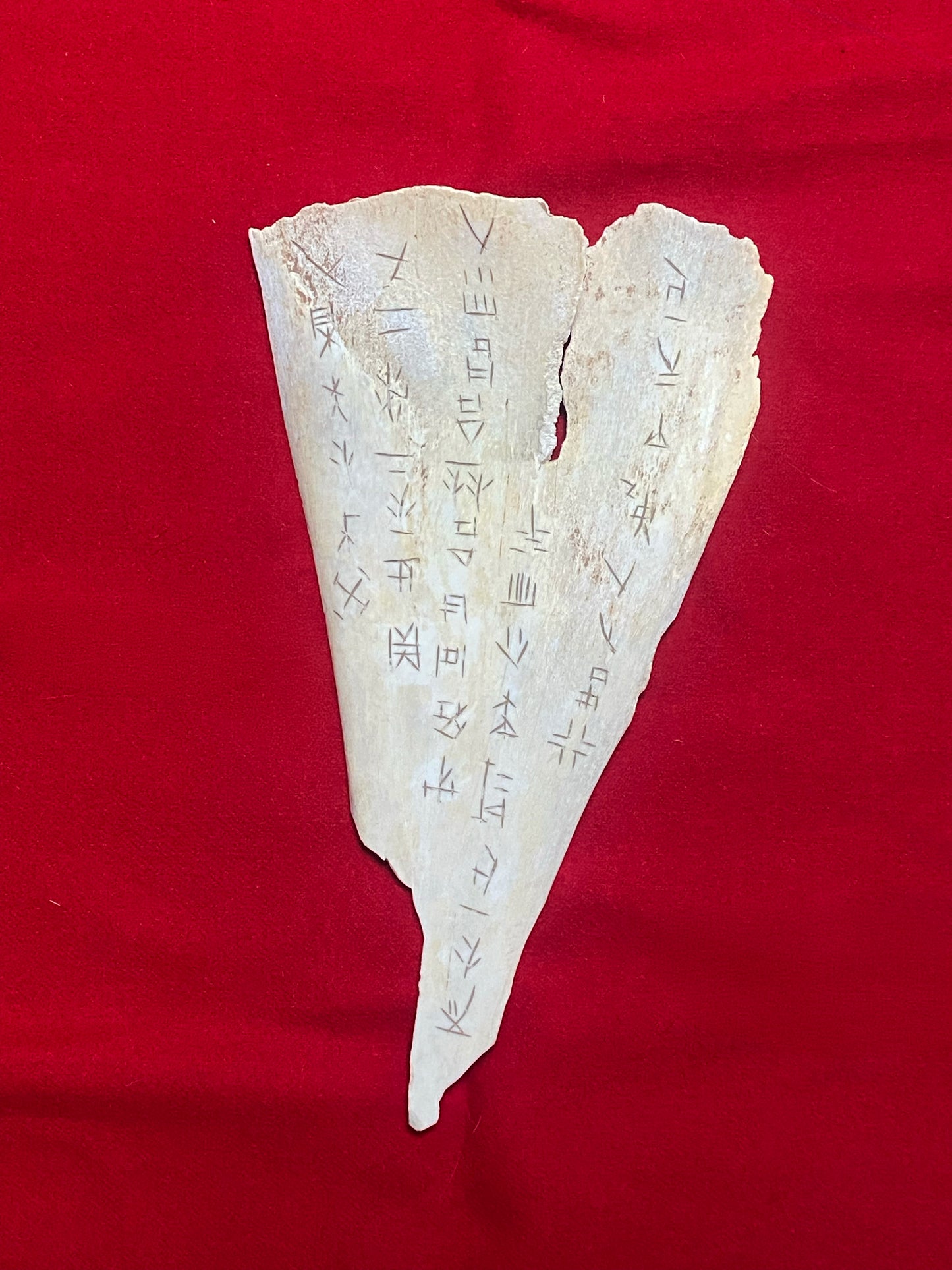 CHINESE SHANG DYNASTY ORACLE BONE (PLASTRON)